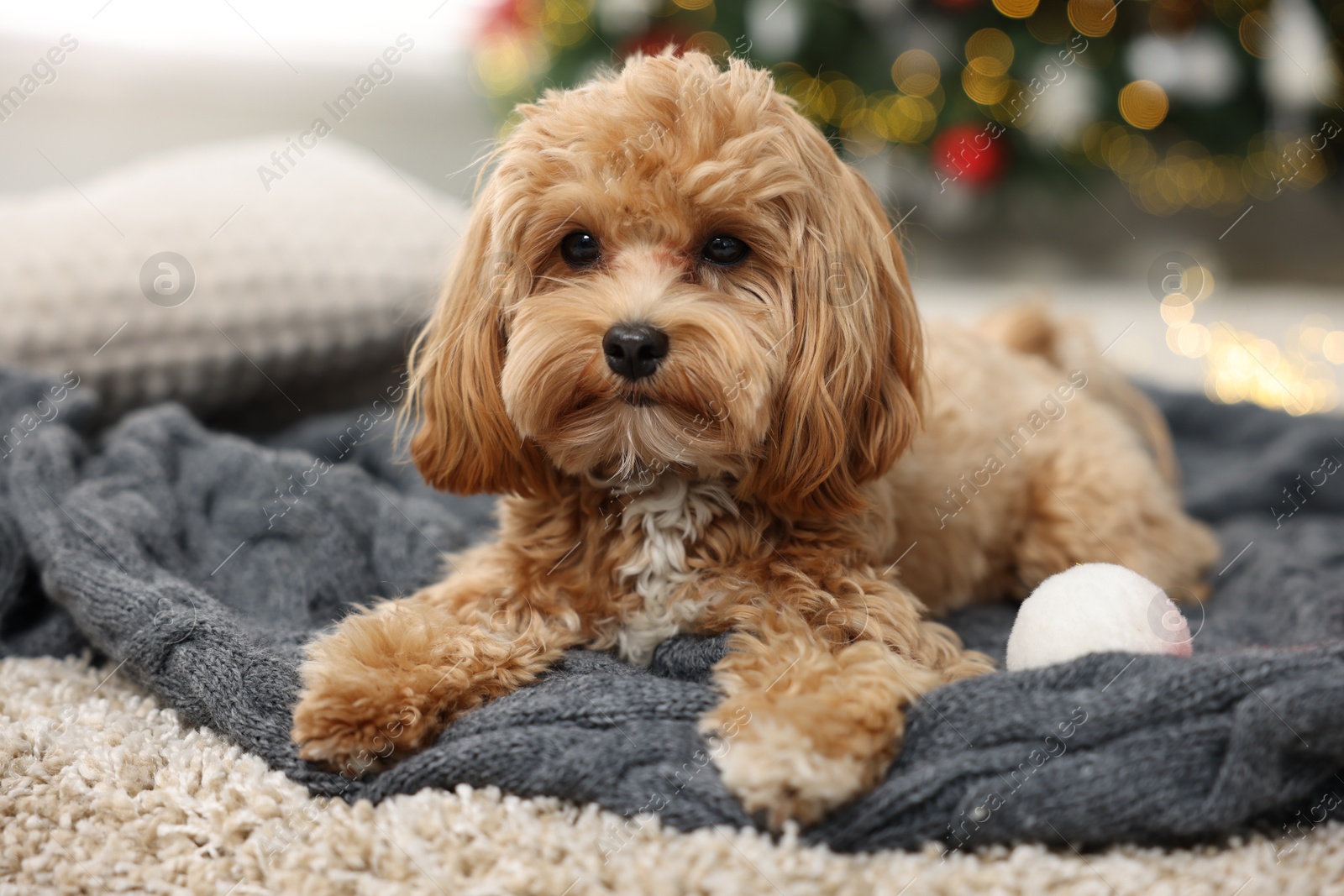 Photo of Cute Maltipoo dog on blanket at home