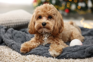 Photo of Cute Maltipoo dog on blanket at home