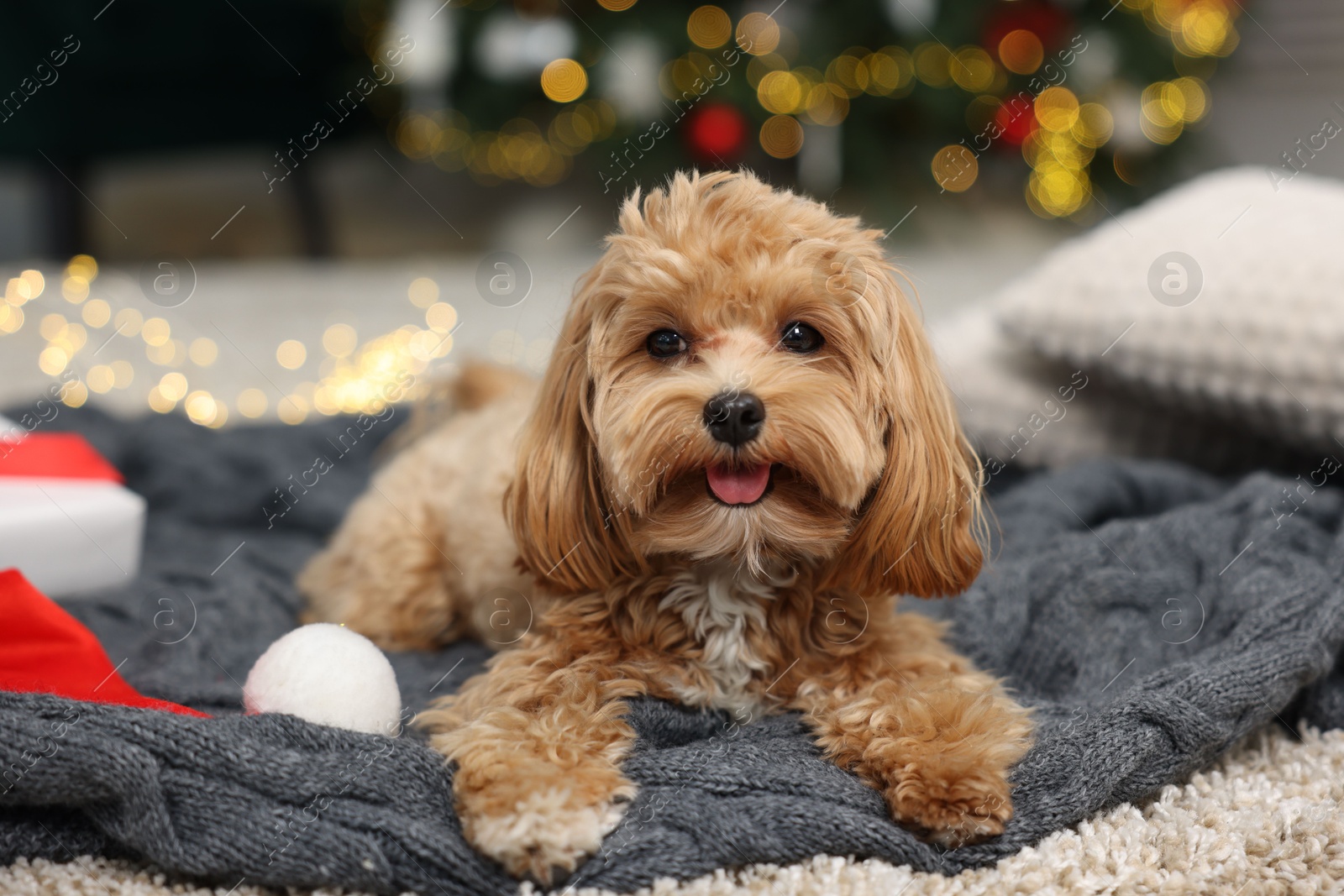 Photo of Cute Maltipoo dog with Santa hat on blanket indoors