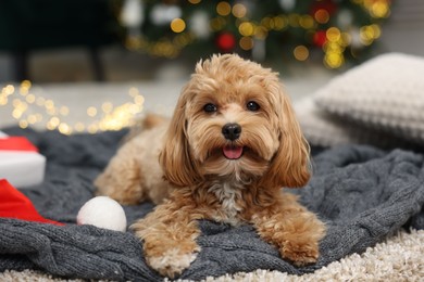 Photo of Cute Maltipoo dog with Santa hat on blanket indoors