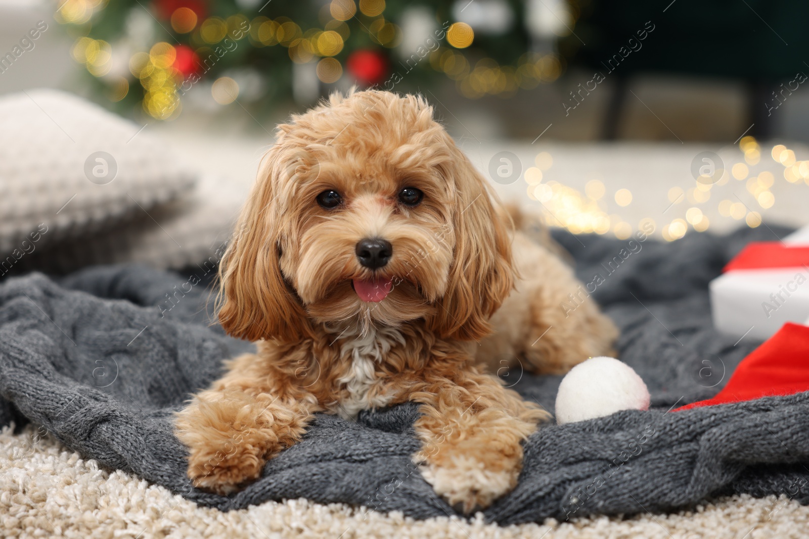 Photo of Cute Maltipoo dog with Santa hat on blanket indoors