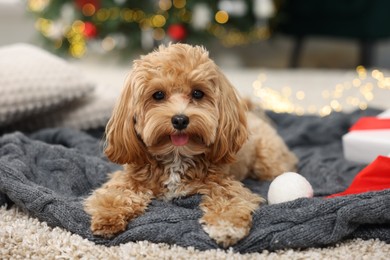 Photo of Cute Maltipoo dog with Santa hat on blanket indoors