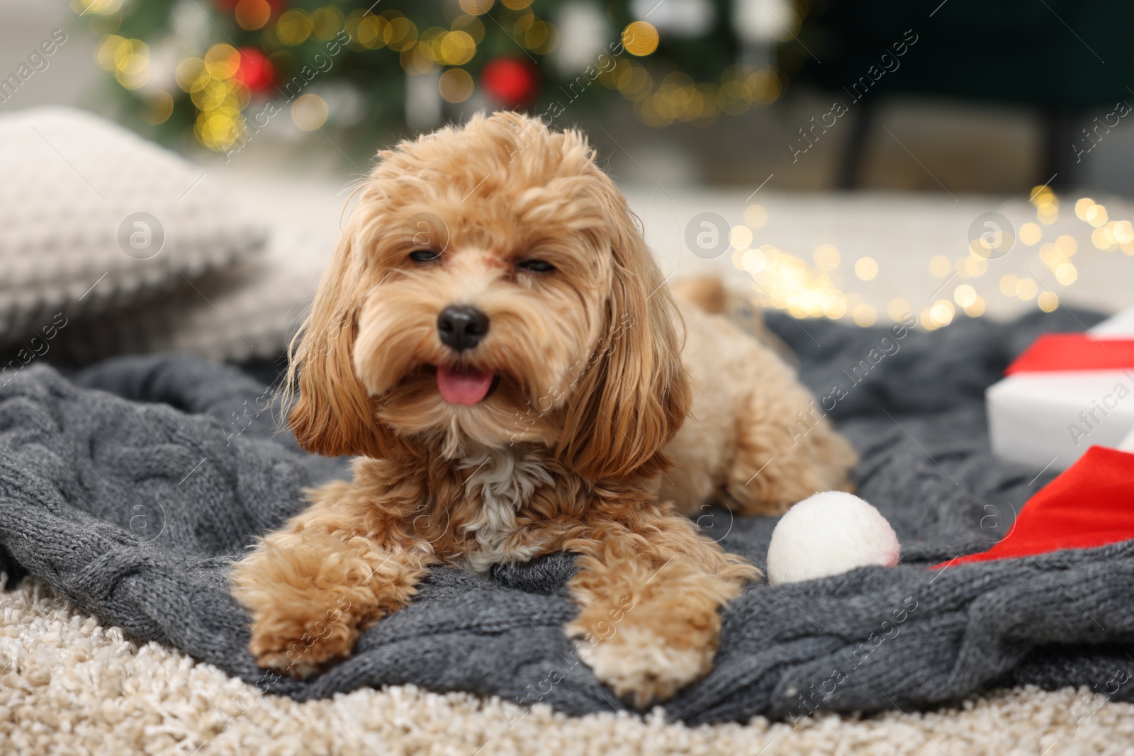 Photo of Cute Maltipoo dog with Santa hat on blanket indoors