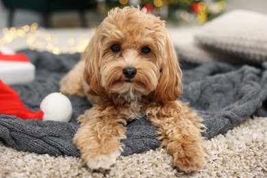 Photo of Cute Maltipoo dog with Santa hat on blanket indoors