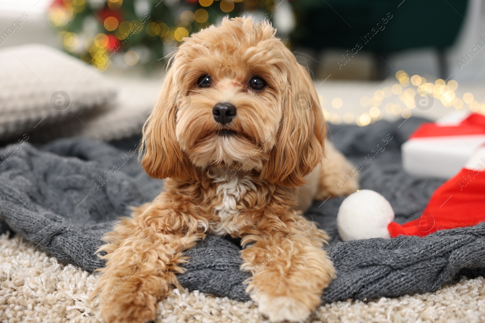 Photo of Cute Maltipoo dog with Santa hat on blanket indoors