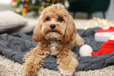 Photo of Cute Maltipoo dog with Santa hat on blanket indoors