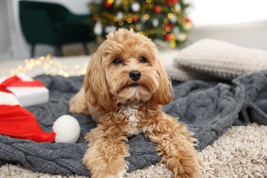 Photo of Cute Maltipoo dog with Santa hat on blanket indoors