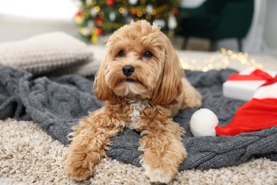 Photo of Cute Maltipoo dog with Santa hat on blanket indoors