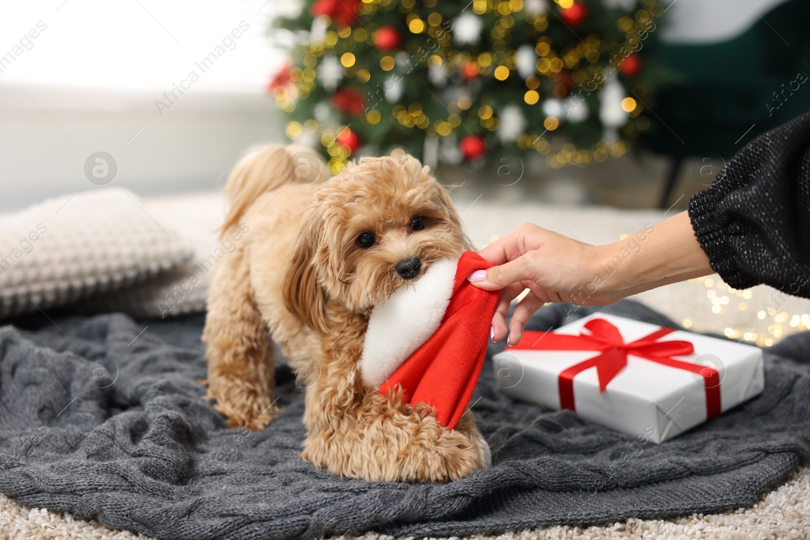 Photo of Woman with Santa hat near cute Maltipoo dog indoors, closeup