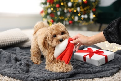 Photo of Woman with Santa hat near cute Maltipoo dog indoors, closeup