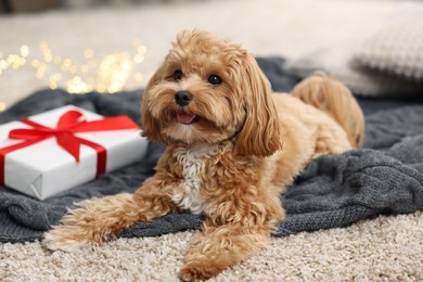 Photo of Cute Maltipoo dog and gift box on rug at home