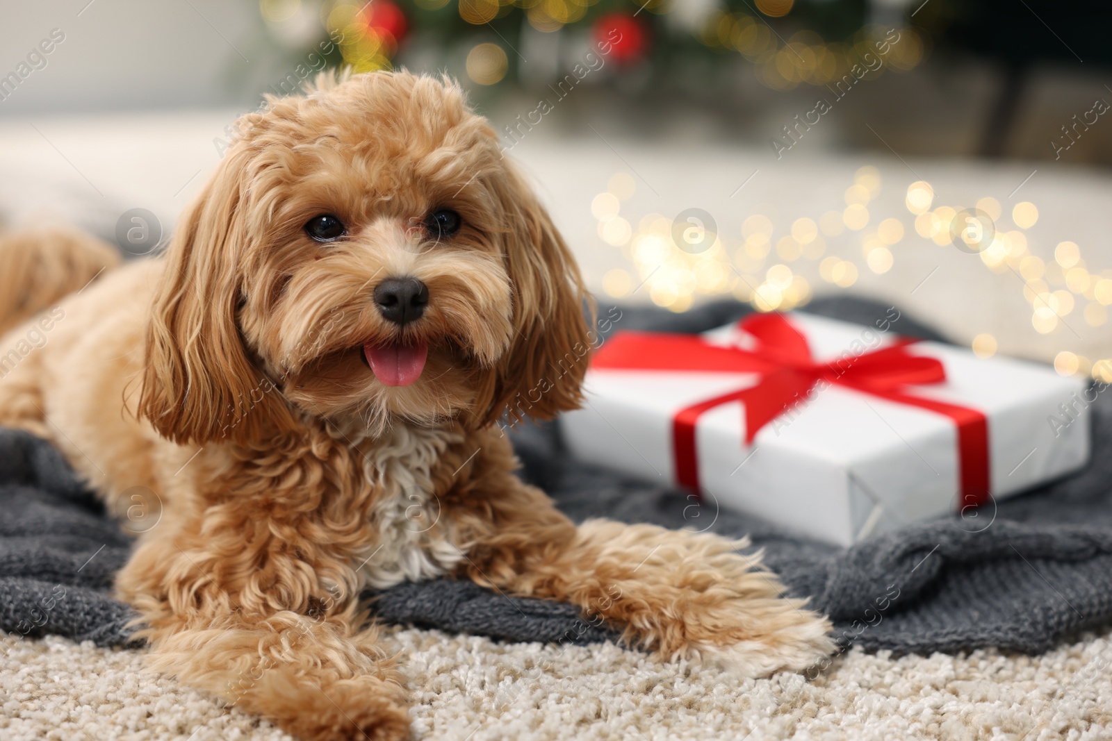 Photo of Cute Maltipoo dog and gift box on rug at home