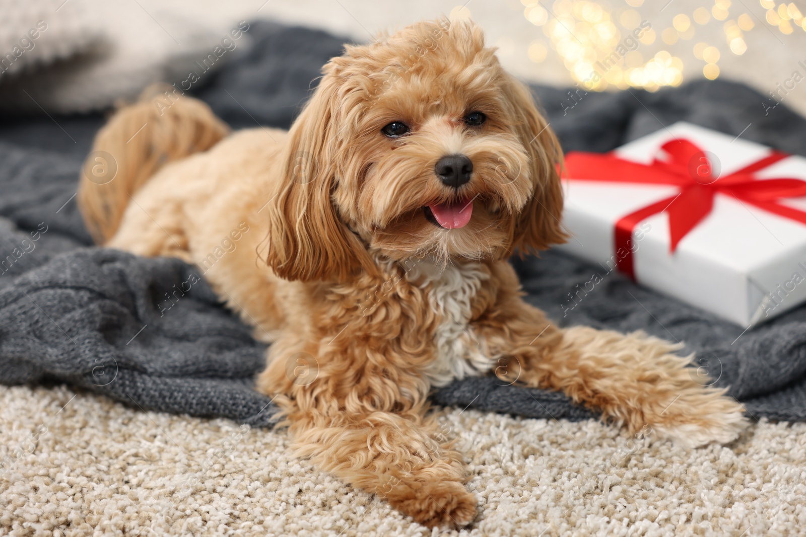 Photo of Cute Maltipoo dog and gift box on rug at home