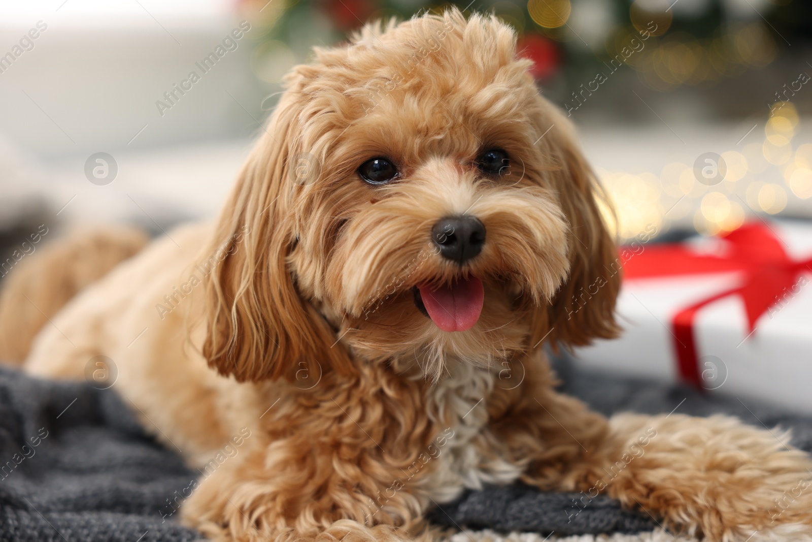 Photo of Cute Maltipoo dog on blanket at home