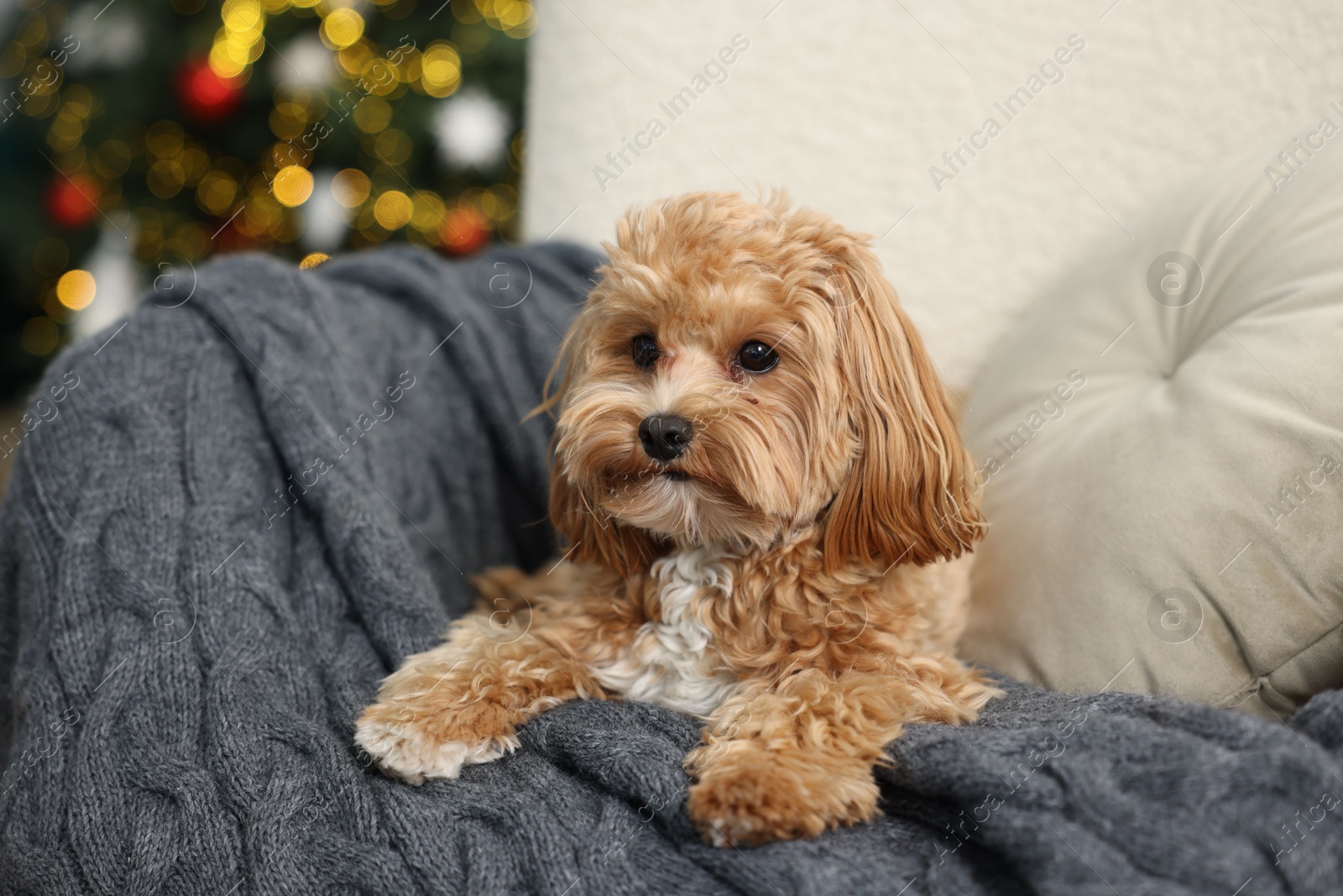 Photo of Cute Maltipoo dog with in armchair at home