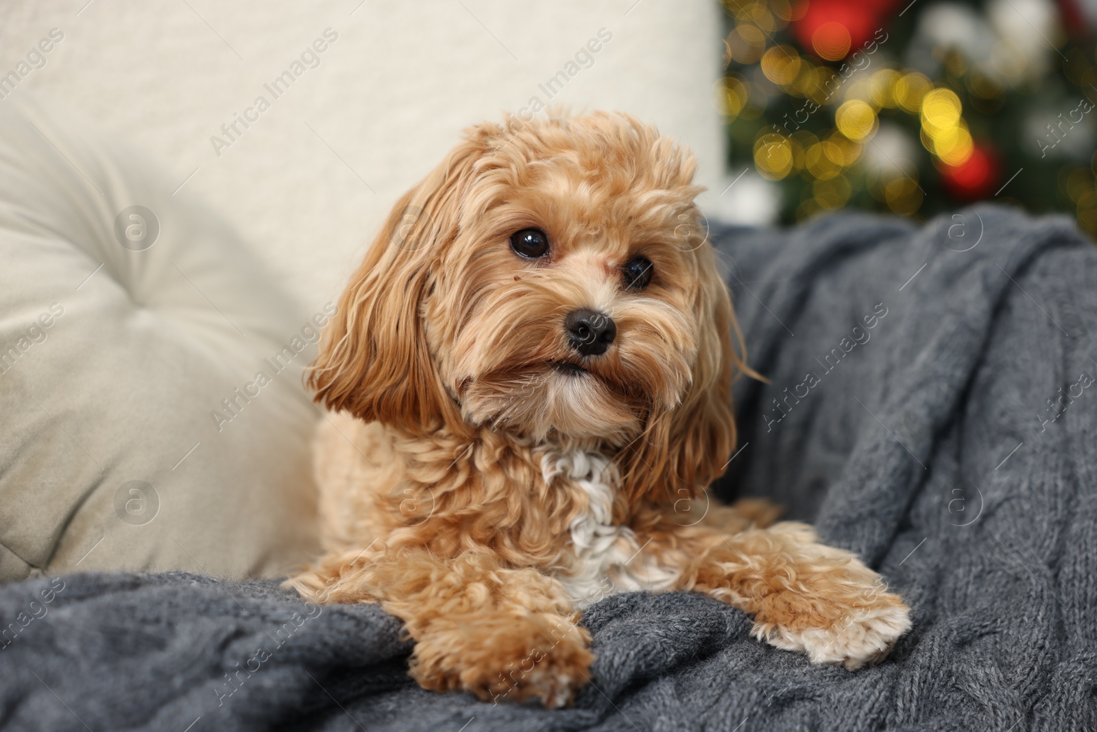 Photo of Cute Maltipoo dog with in armchair at home