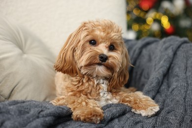 Photo of Cute Maltipoo dog with in armchair at home