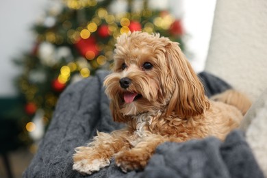 Photo of Cute Maltipoo dog with in armchair at home