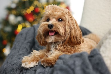 Photo of Cute Maltipoo dog with in armchair at home