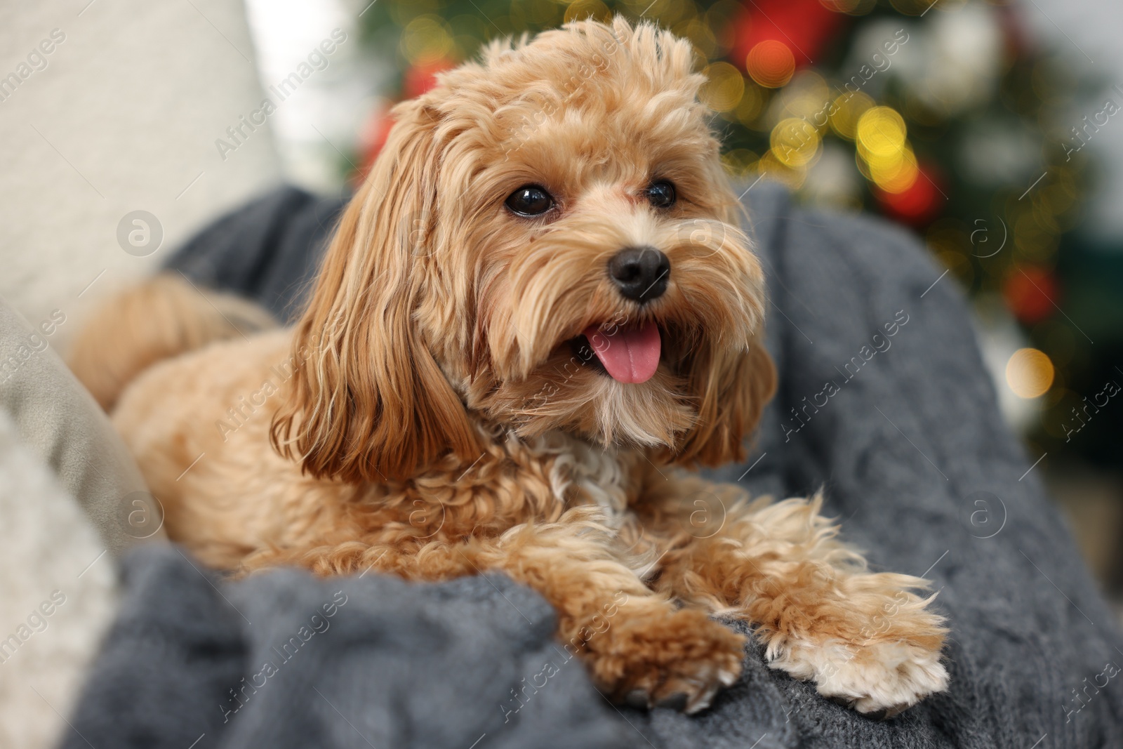 Photo of Cute Maltipoo dog with in armchair at home