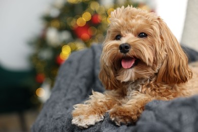 Photo of Cute Maltipoo dog with in armchair at home