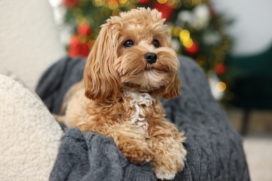 Photo of Cute Maltipoo dog with in armchair at home