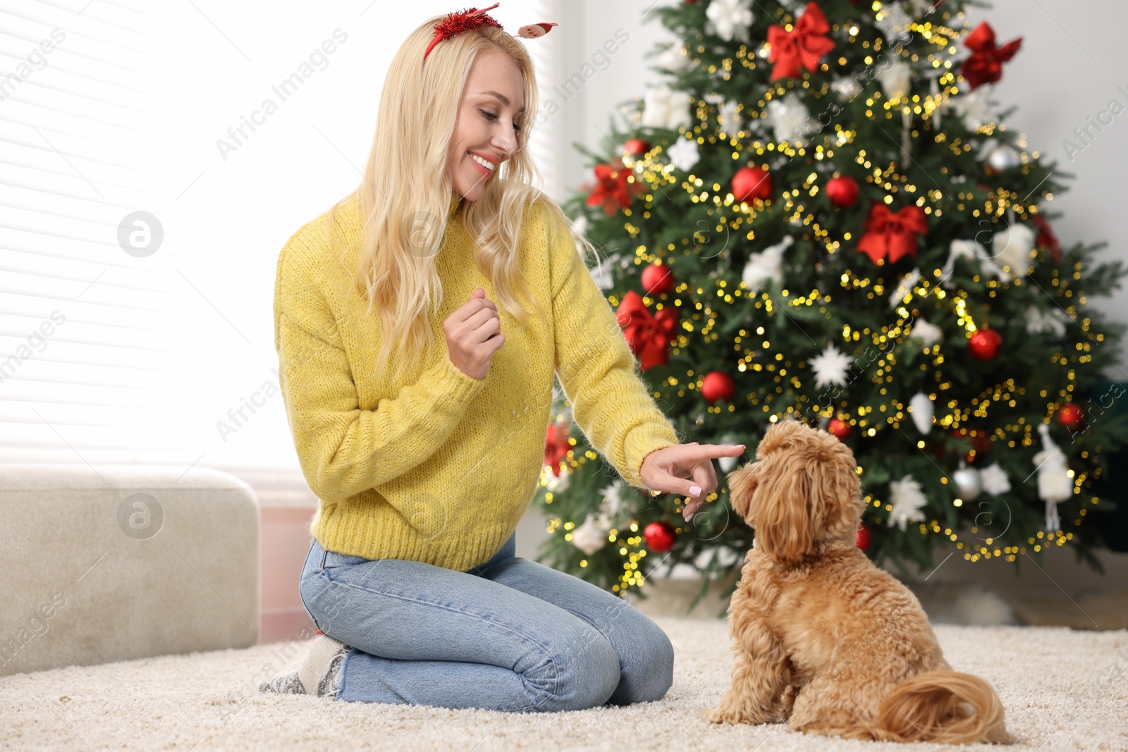 Photo of Woman with cute Maltipoo dog on rug in room decorated for Christmas