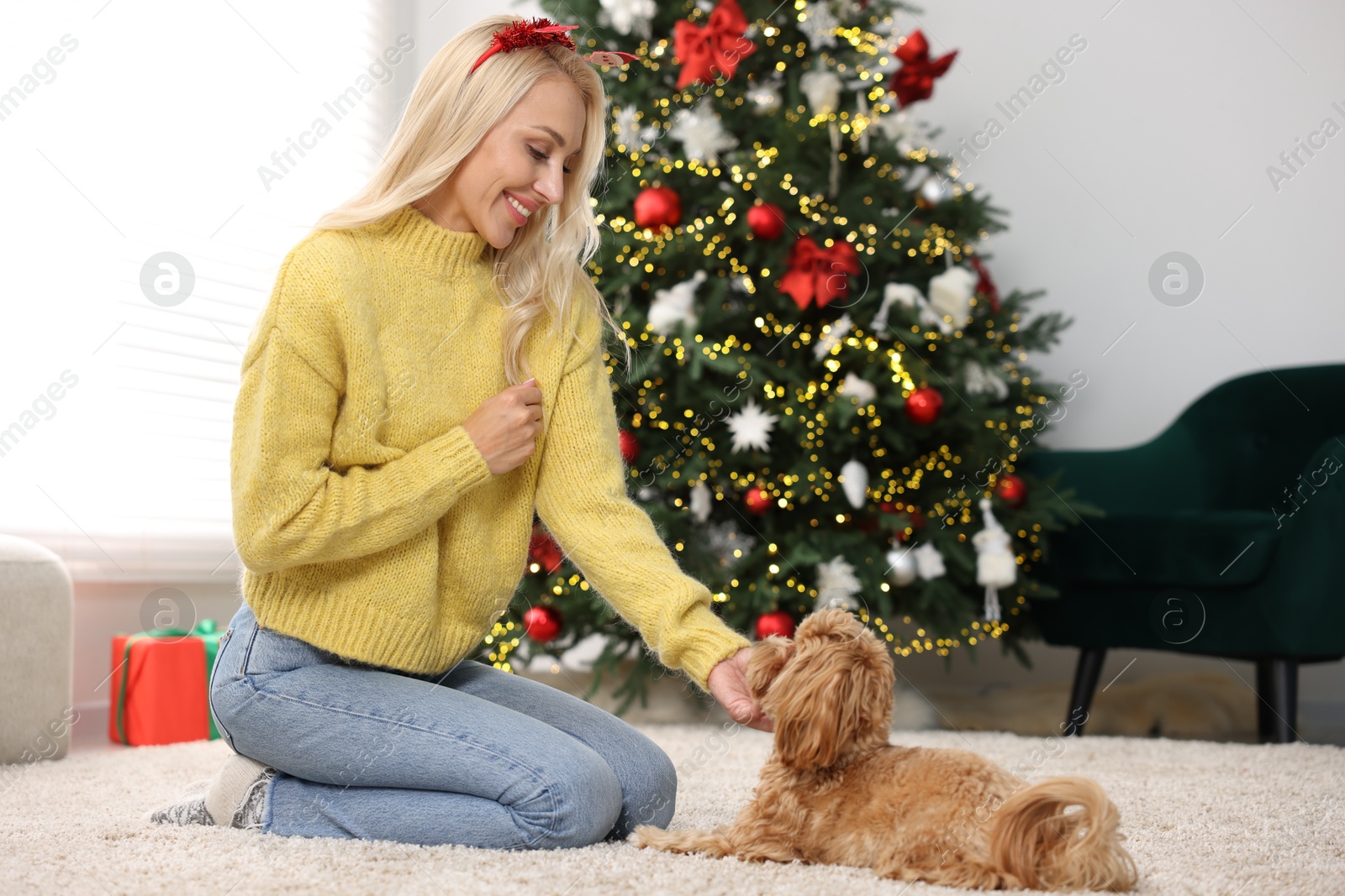 Photo of Woman with cute Maltipoo dog on rug in room decorated for Christmas