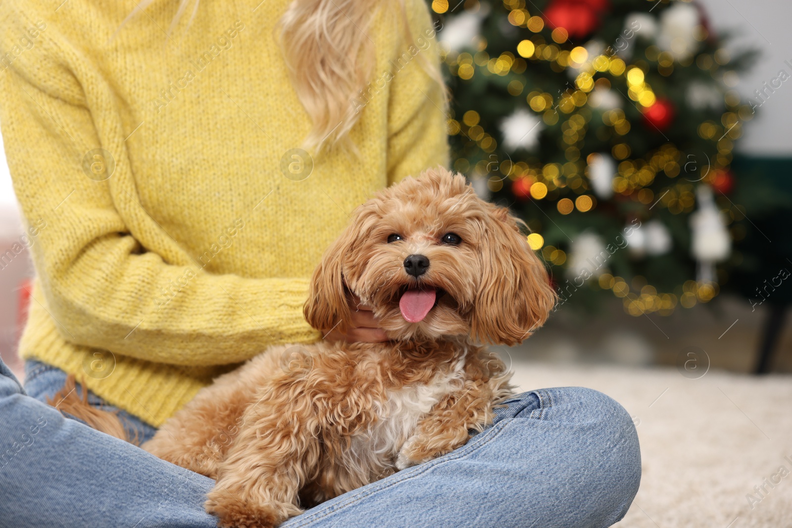 Photo of Woman with cute Maltipoo dog in room decorated for Christmas, closeup