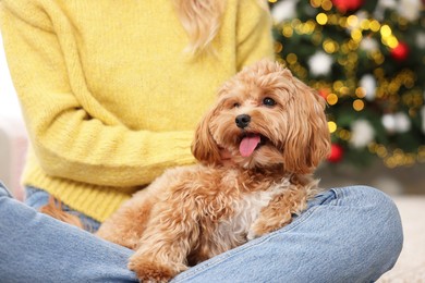 Woman with cute Maltipoo dog in room decorated for Christmas, closeup