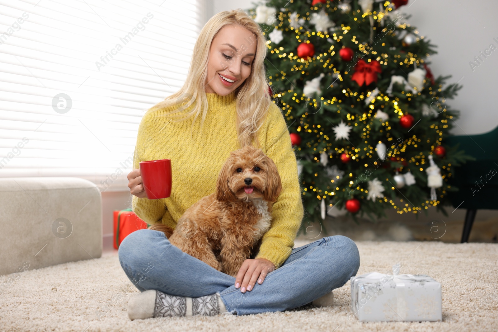 Photo of Woman with cup of drink and cute Maltipoo dog in room decorated for Christmas