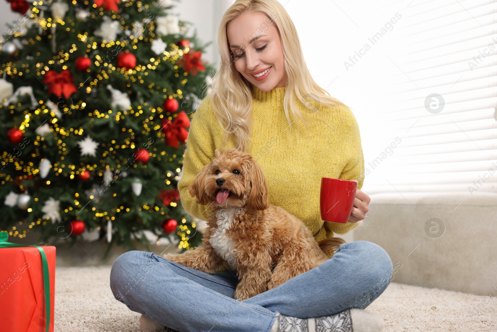 Photo of Woman with cup of drink and cute Maltipoo dog in room decorated for Christmas