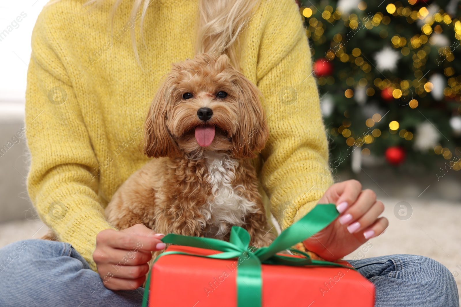 Photo of Woman opening Christmas gift and cute Maltipoo dog indoors, closeup