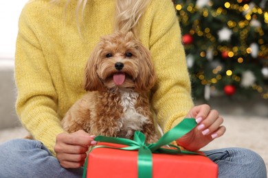 Woman opening Christmas gift and cute Maltipoo dog indoors, closeup