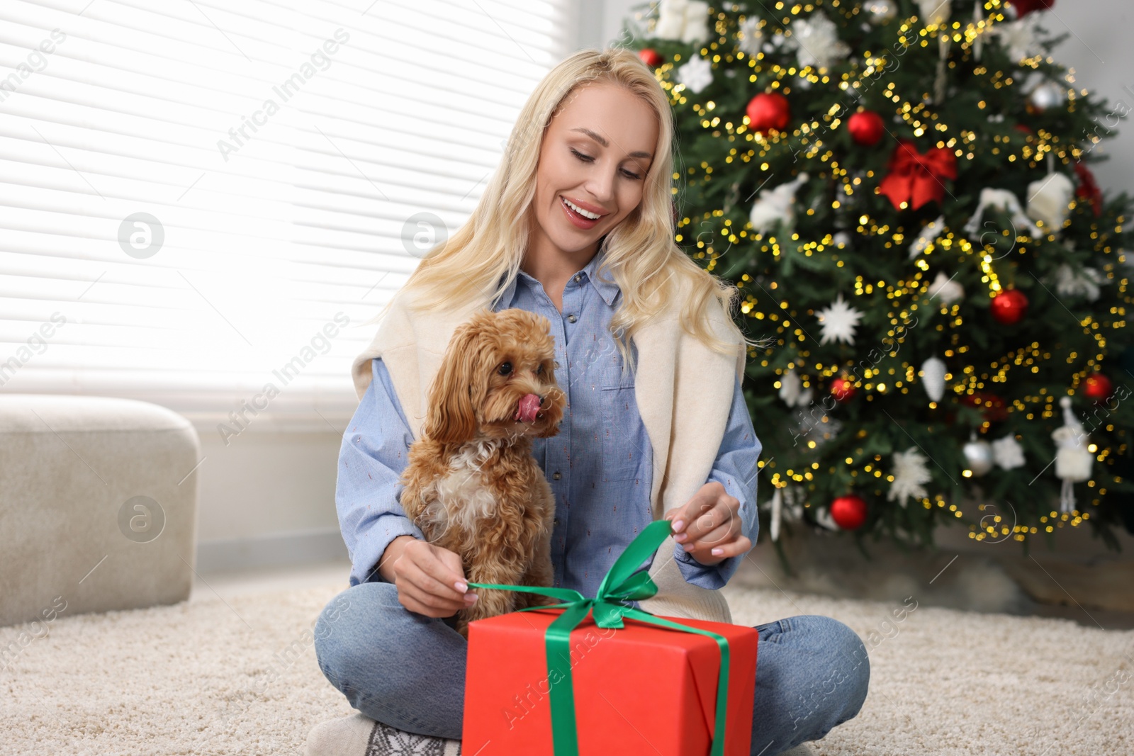 Photo of Woman opening Christmas gift and cute Maltipoo dog indoors