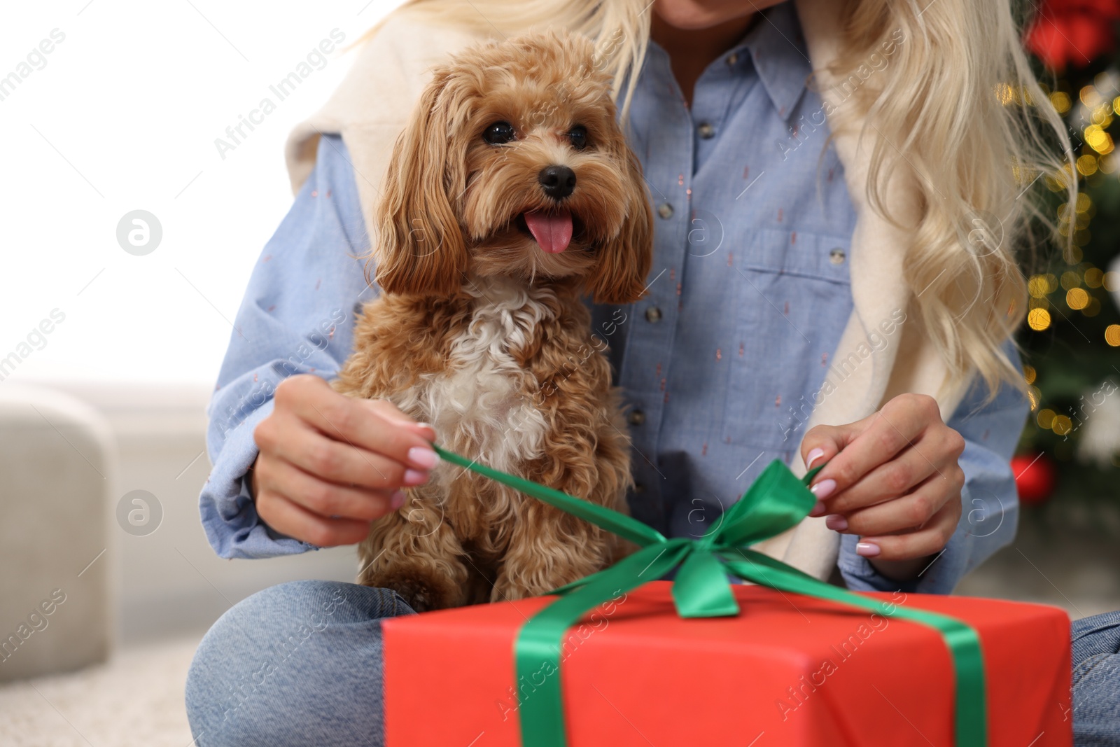 Photo of Woman opening Christmas gift and cute Maltipoo dog indoors, closeup