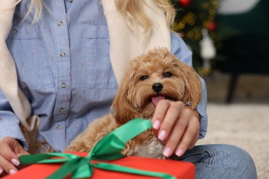 Photo of Woman opening Christmas gift and cute Maltipoo dog indoors, closeup