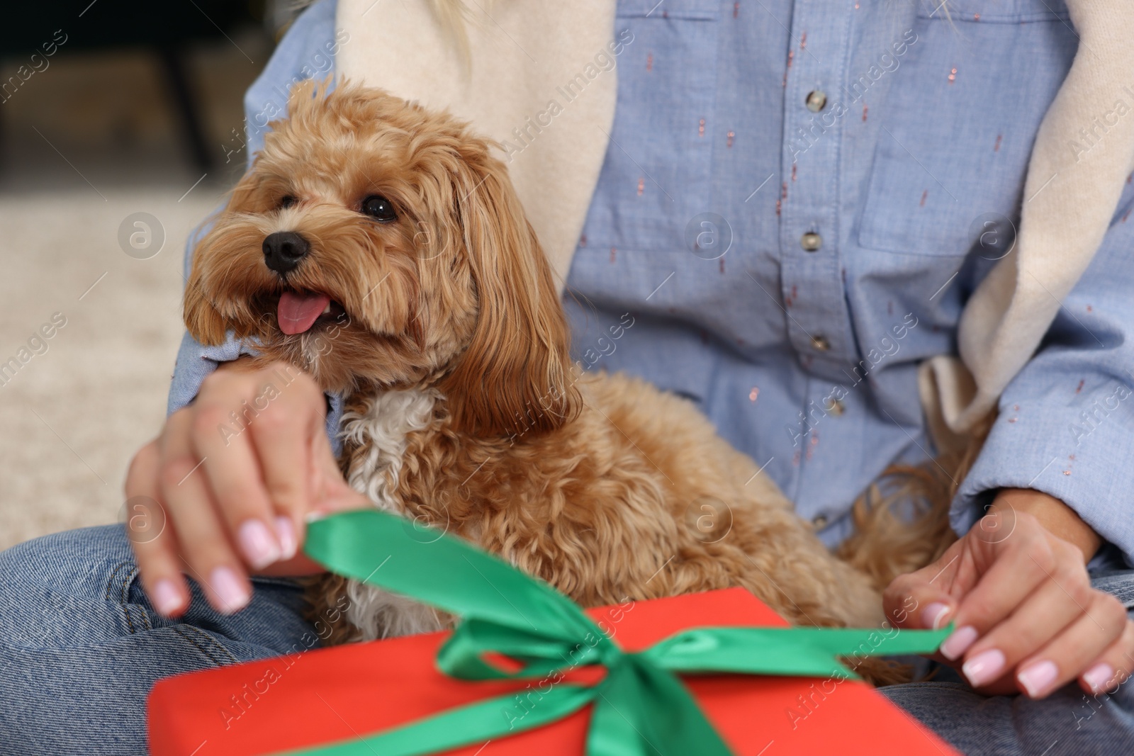 Photo of Woman opening Christmas gift and cute Maltipoo dog indoors, closeup