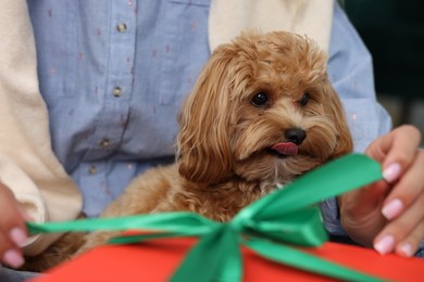 Woman opening Christmas gift and cute Maltipoo dog indoors, closeup