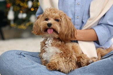 Woman with cute Maltipoo dog on floor indoors, closeup