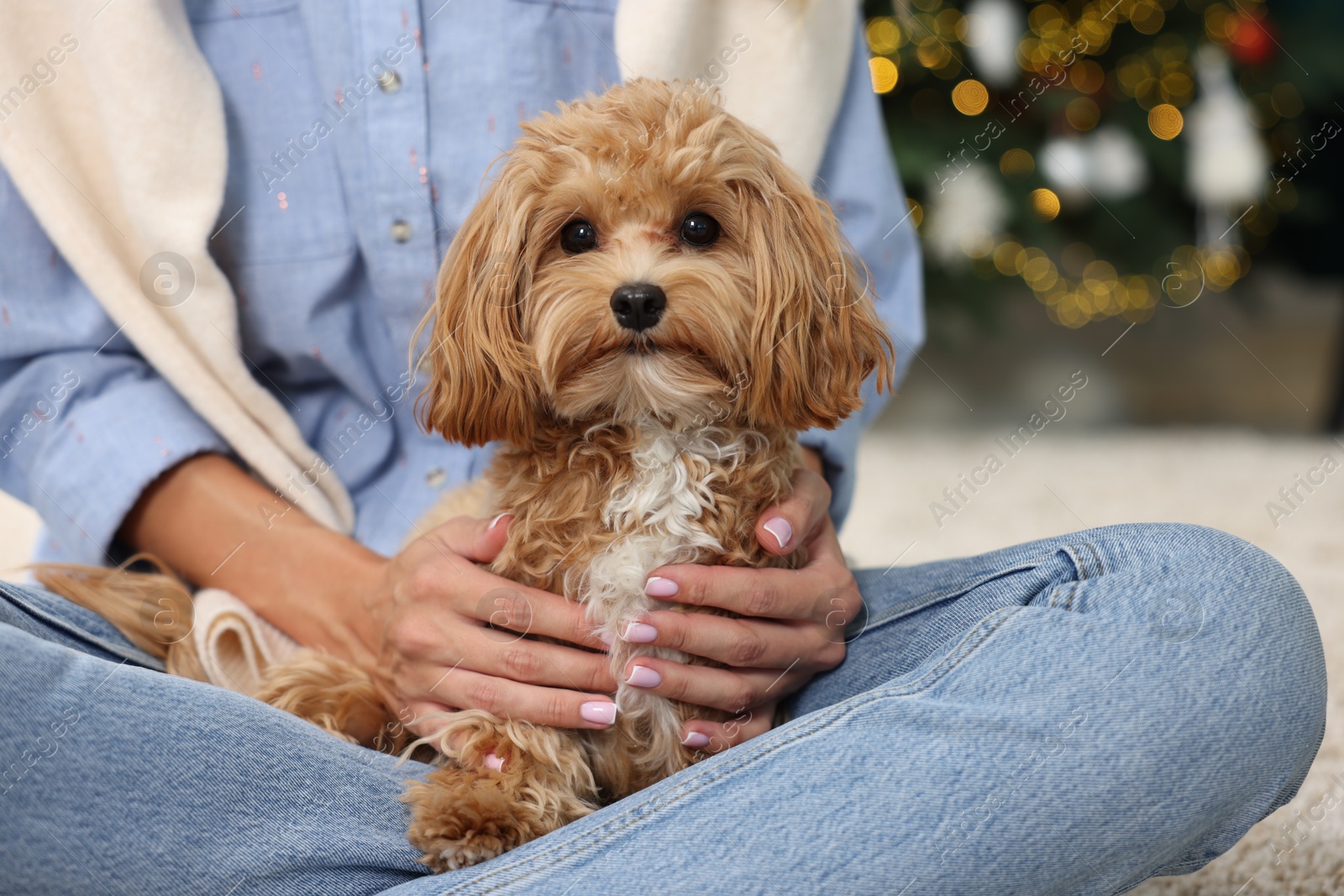 Photo of Woman with cute Maltipoo dog on floor indoors, closeup