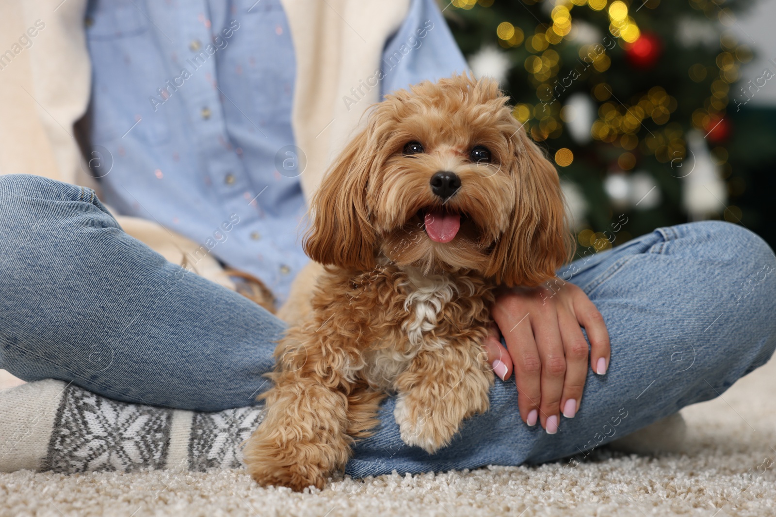 Photo of Woman with cute Maltipoo dog on rug indoors, closeup