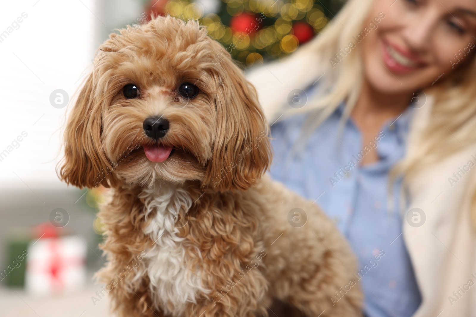 Photo of Woman with cute Maltipoo dog indoors, selective focus