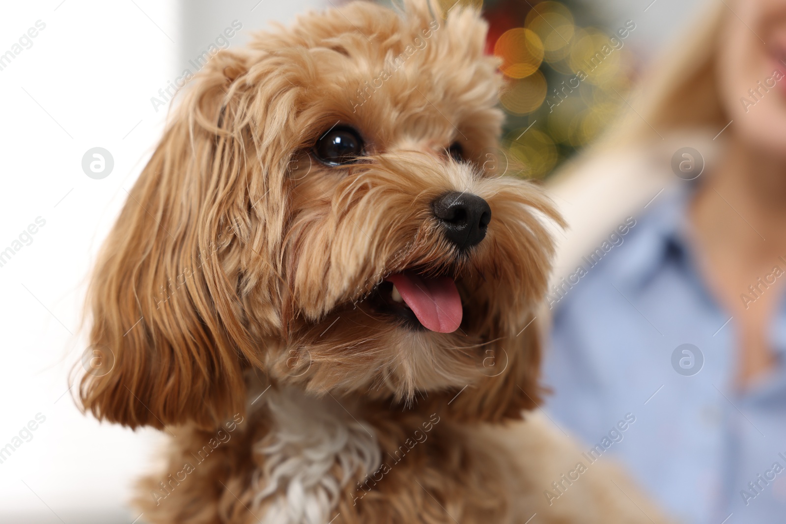 Photo of Woman with cute Maltipoo dog indoors, selective focus