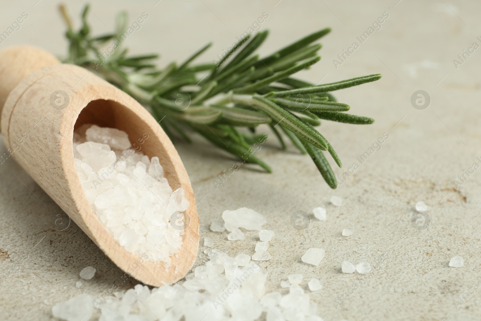 Photo of Sea salt in wooden scoop and rosemary on grey table, closeup