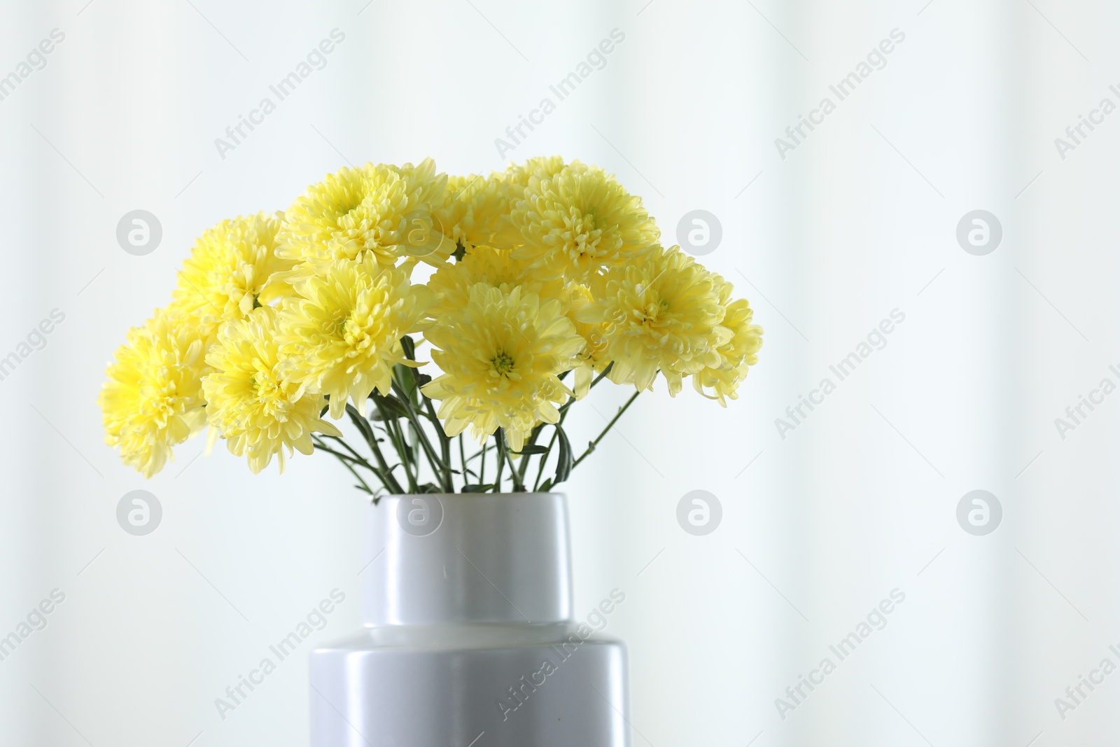 Photo of Beautiful yellow flowers in vase against light background, closeup. Space for text