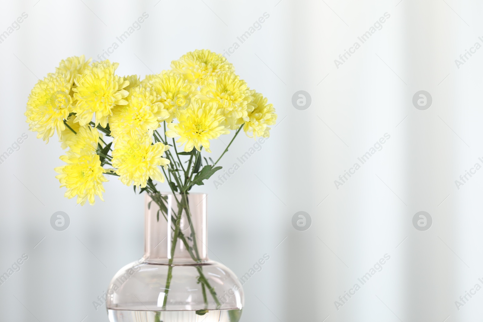 Photo of Beautiful yellow flowers in vase against light background, closeup. Space for text