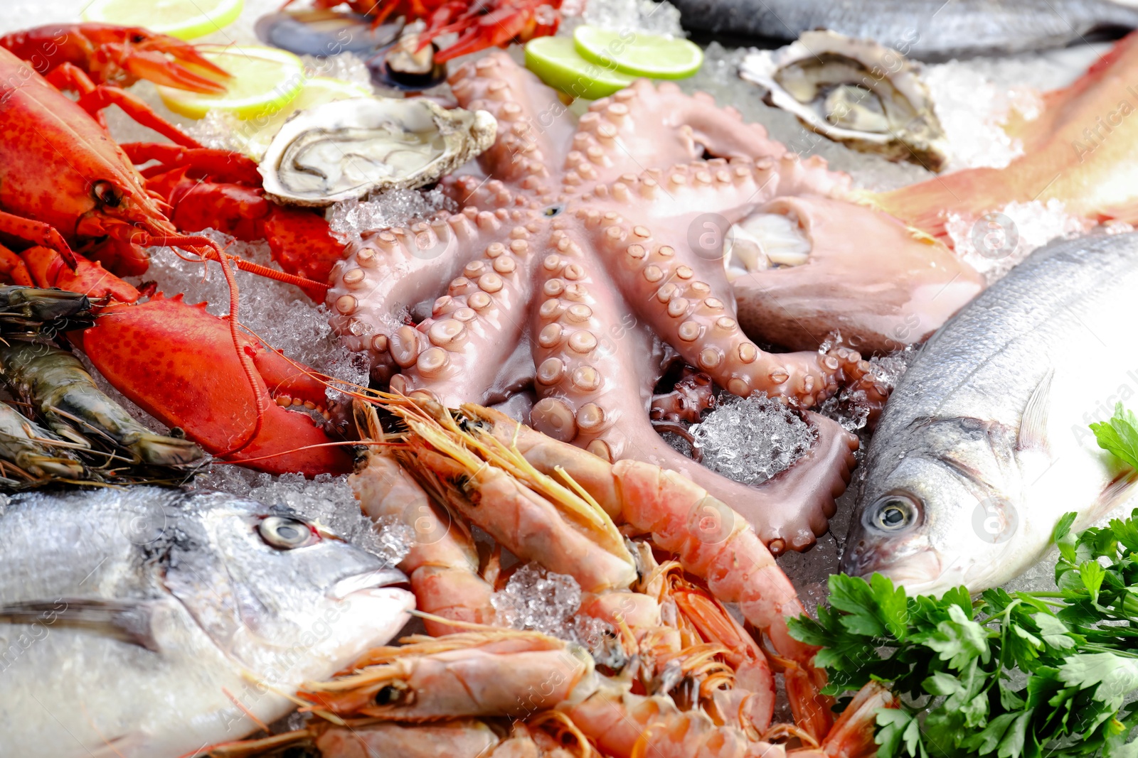 Photo of Whole fresh raw octopus, lobster and other sea food on ice, closeup