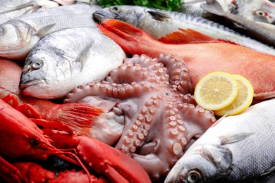 Photo of Whole fresh raw octopus, fish and other sea food as background, closeup