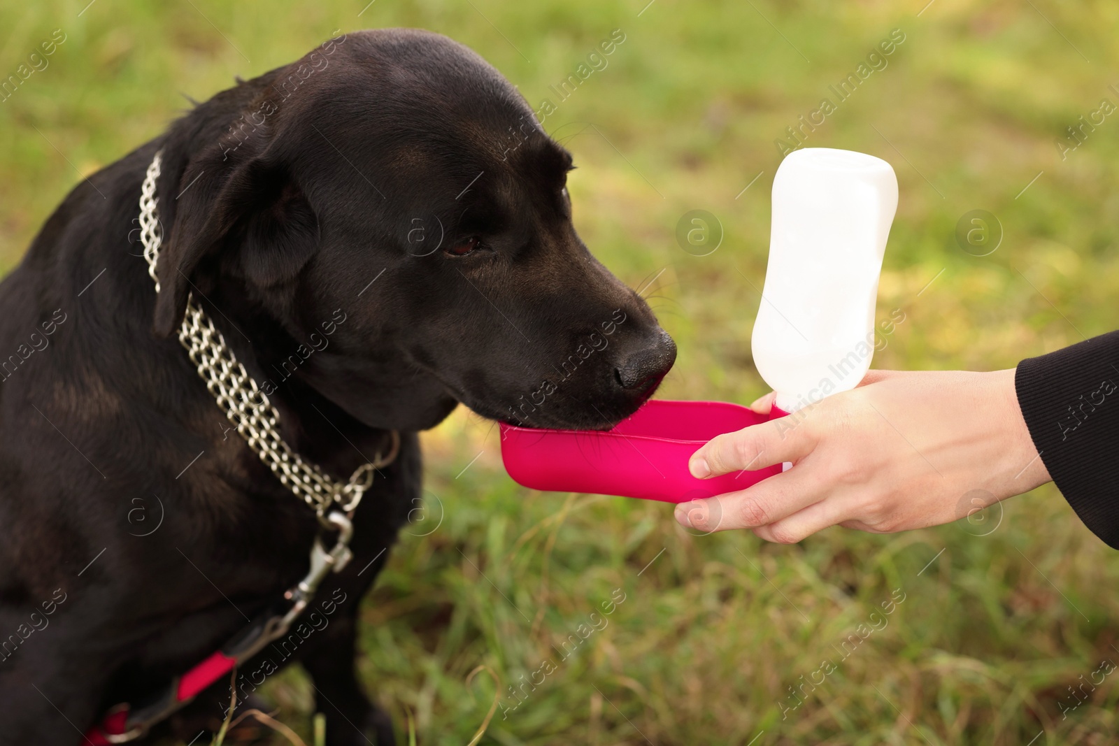 Photo of Owner giving water to her cute Labrador Retriever dog outdoors, closeup